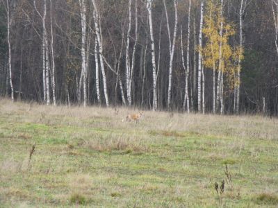 IMG_9870_новый размер