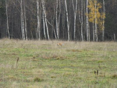 IMG_9871_новый размер