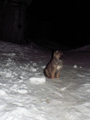 собачка
